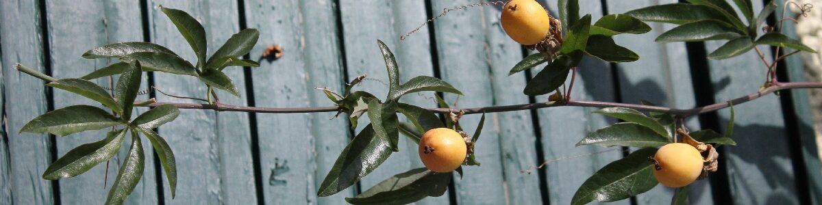 Passiflora