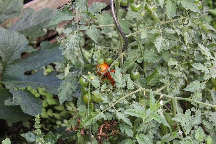 Tomaten
