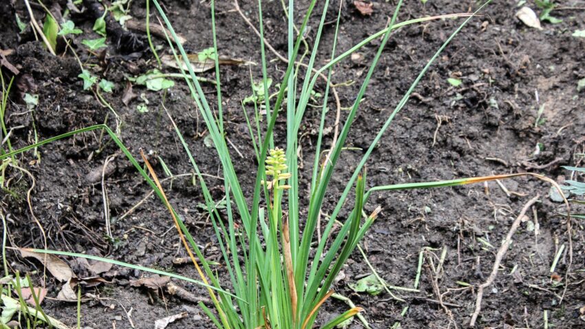 Kniphofia Popsicle
